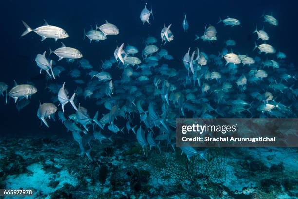 a large school of bigeye trevally, caranx sexfasciatus in deepwater - jack fish stock pictures, royalty-free photos & images