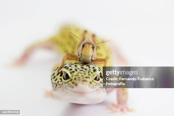 insect grasshopper on the head of a lizard. animal friendship. - animal finger stockfoto's en -beelden