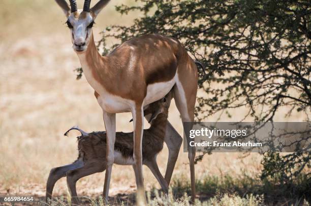 Springbok Rearing Springbok Deer Photos and Premium High Res Pictures - Getty Images