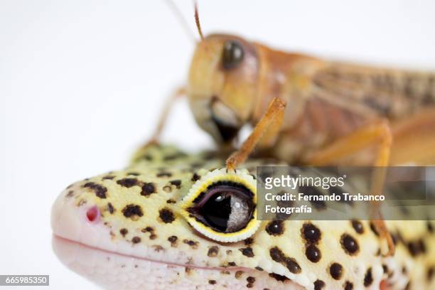 insect grasshopper on the head of a lizard. bother you - animal finger stock pictures, royalty-free photos & images