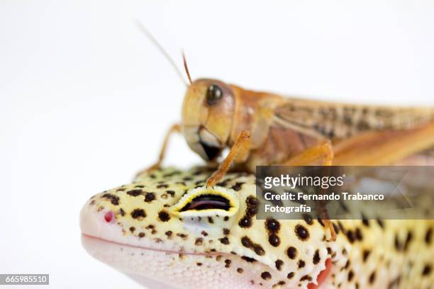 insect grasshopper on the head of a lizard. bother you - tierfinger stock-fotos und bilder