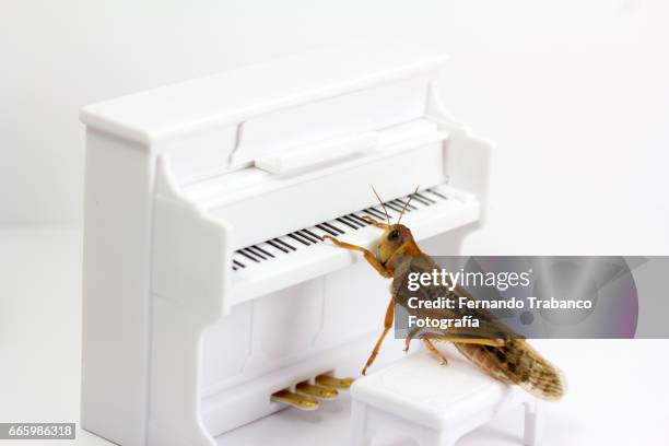 animal singing and playing the piano in classical music concert - pianohamer stockfoto's en -beelden