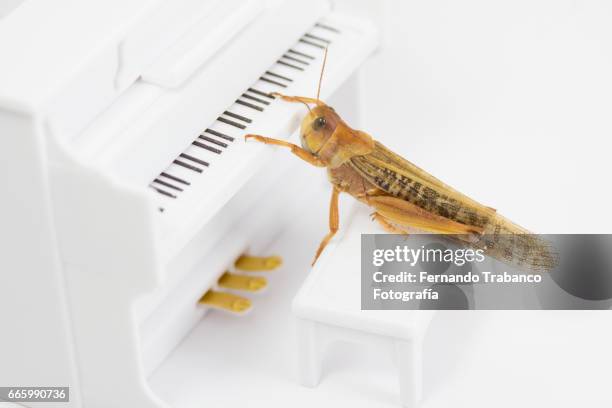 Cockroach Key 91 Cockroach Key Stock Photos, High-Res Pictures, and Images - Getty Images