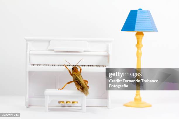 Cockroach Key Cockroach Key Photos and Premium High Res Pictures - Getty Images