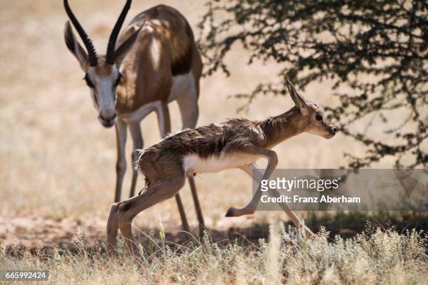springbok fawn few minutes after birth, kgalagadi national park, kalahari, south africa - springbok deer fotografías e imágenes de stock