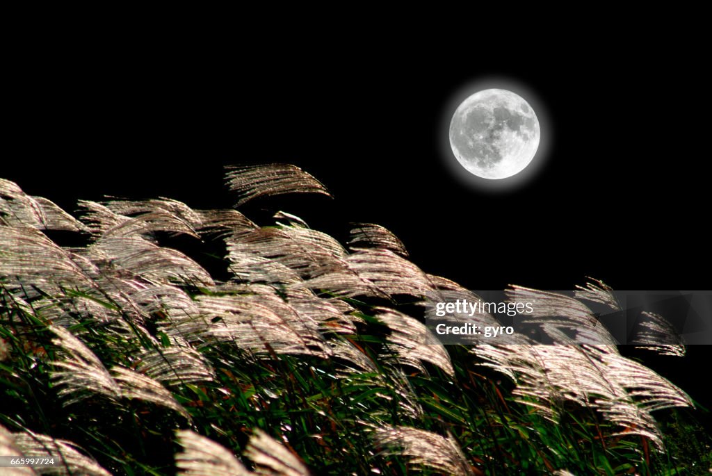 Grama de pampas japonesa e a lua