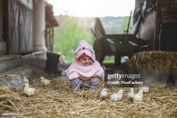 liten flicka att ha kul på gården med lite djur - baby chicken bildbanksfoton och bilder