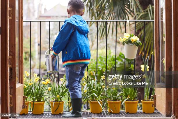 a young boy watering daffodils at easter - eastersowhite stock-fotos und bilder