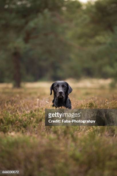 hunting dog - einzelnes tier stock pictures, royalty-free photos & images