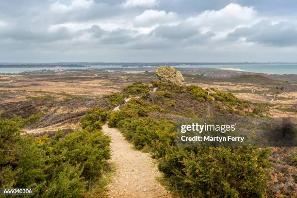 path to agglestone rock, studland heath, isle of purbeck, dorset, uk - studland nature reserve stock pictures, royalty-free photos & images