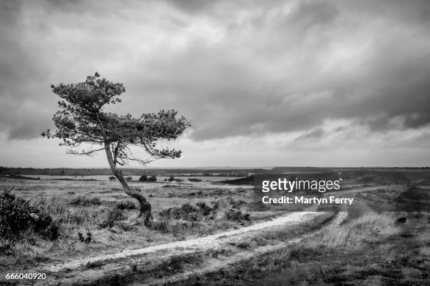 small tree and track, studland heath, isle of purbeck, dorset, uk - スタッドランド湾 ストックフォトと画像