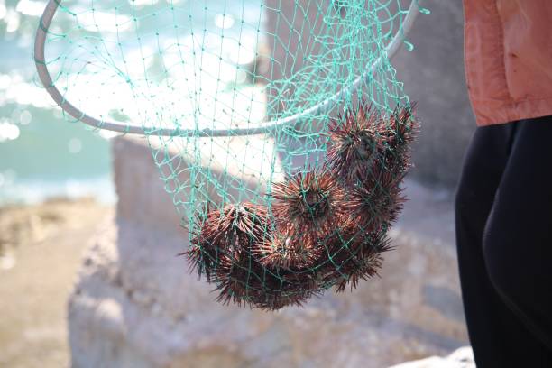 sea urchins in a net - oursins dans eau photos et images de collection
