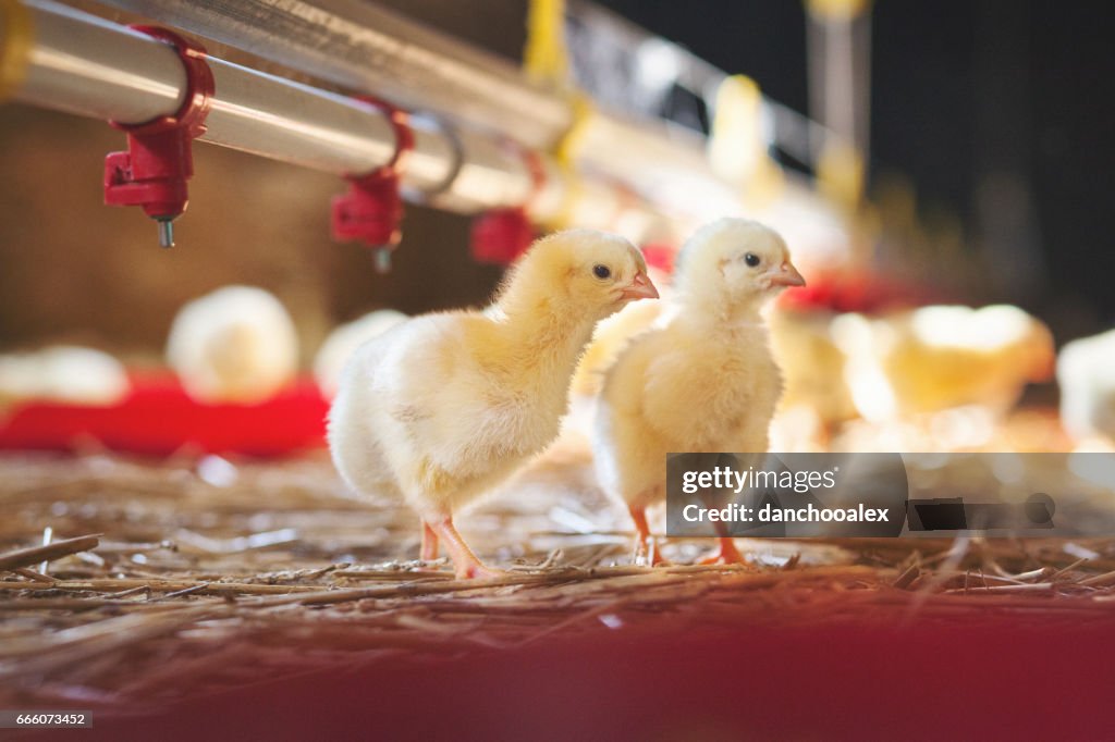 Zwei Küken auf der farm