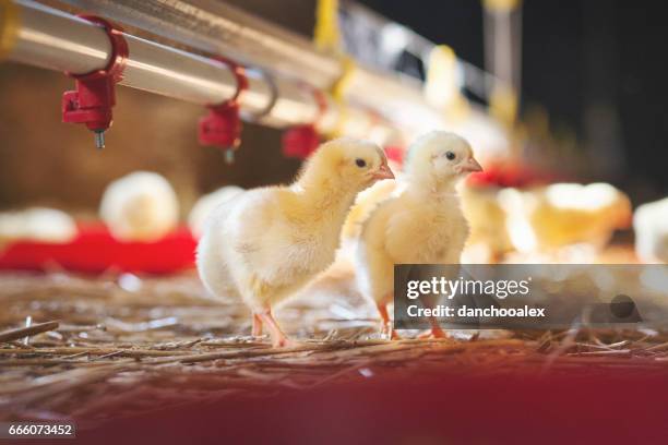 dos pollitos bebé en la granja - gallina fotografías e imágenes de stock