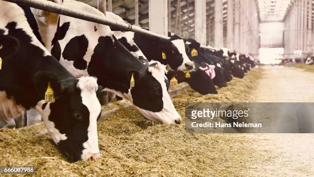 cows in a row grazing in a barn - cow stock-fotos und bilder