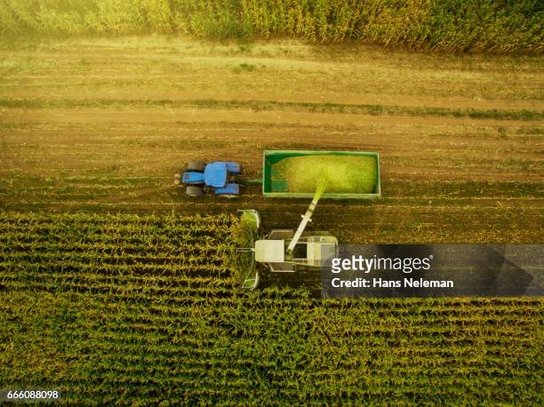 corn harvesting with agriculture vehicles - mähdrescher stock-fotos und bilder