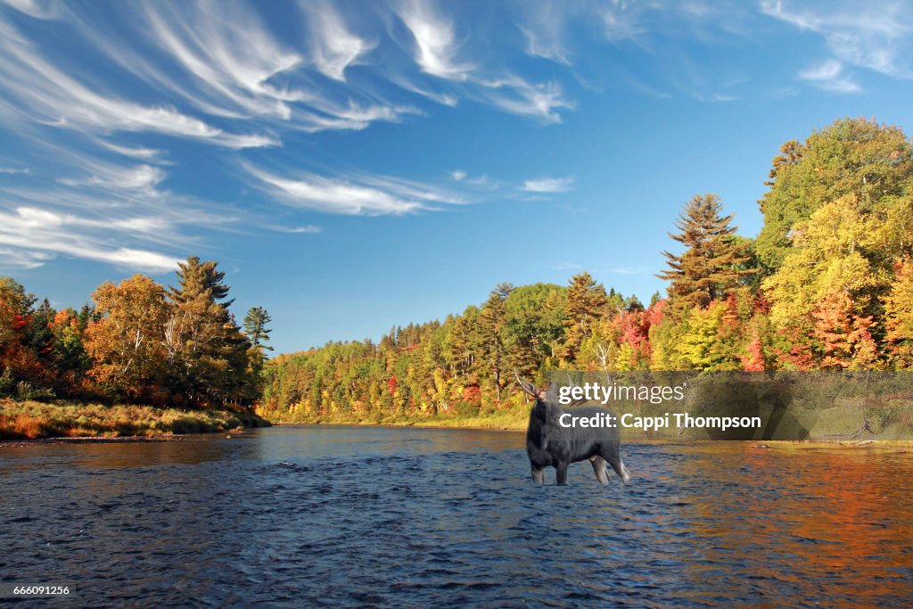 Moose in the Cains River