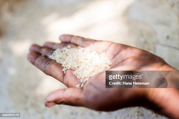 person holding rice - tamil nadu foto e immagini stock
