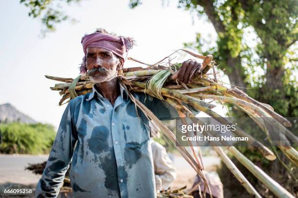man carrying sugar cane - cana de acucar imagens e fotografias de stock