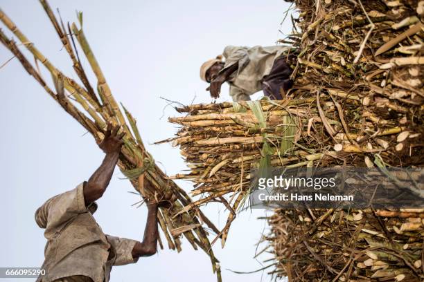 two farmers packing sugar cane on top of the truck - canna da zucchero foto e immagini stock