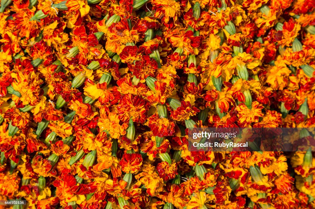 Paquete De Guirnaldas De Flores De Caléndula Naranja Y Roja Con Tallo Verde  Foto de stock - Getty Images