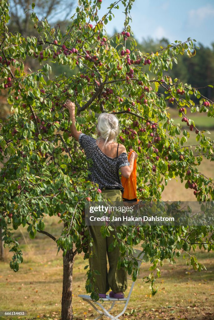 Woman picking plums from tree