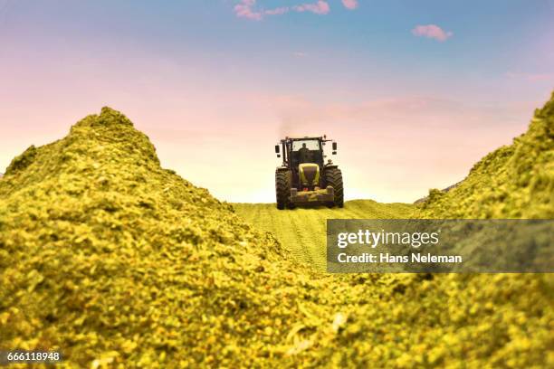 corn harvesting with agriculture vehicle - pskov oblast stock pictures, royalty-free photos & images