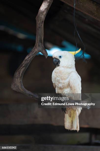 white cockatoo, aduway village, misool island,indonesia. - cacatua bird stock pictures, royalty-free photos & images