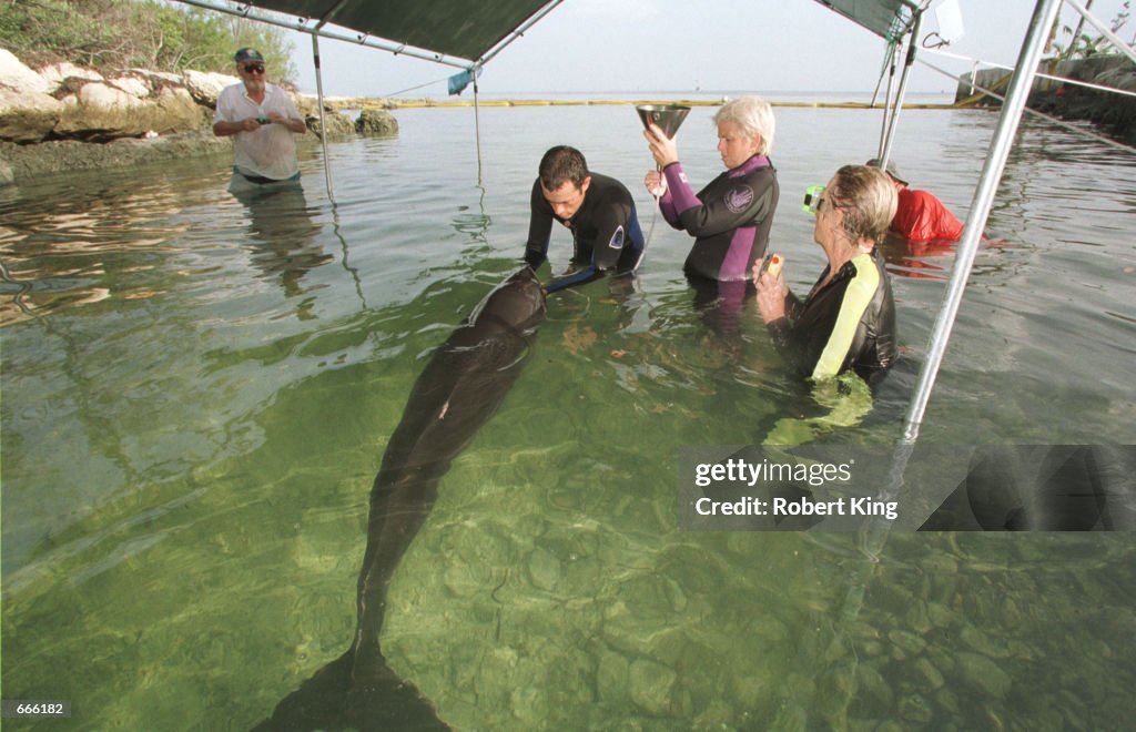 Sperm Whale Rehabilitated