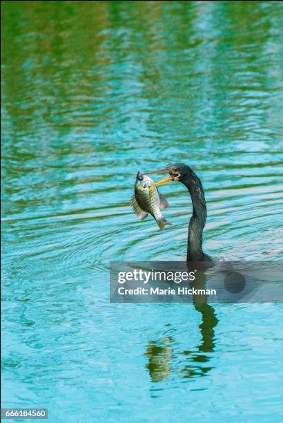 redear sunfish or shellcracker being speared for dinner by an anhinga bird - sunfish stock pictures, royalty-free photos & images