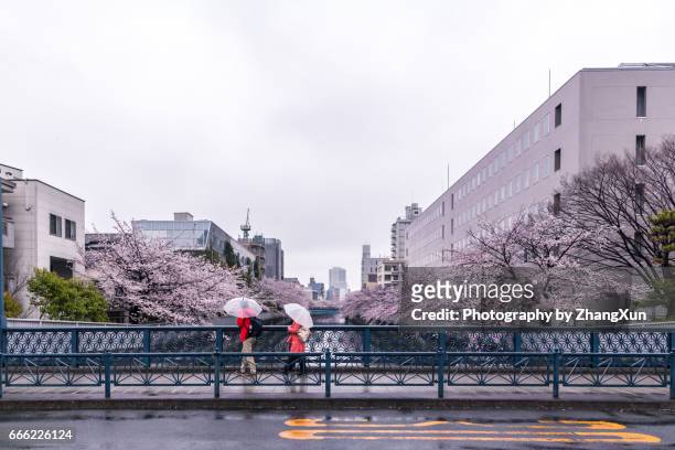two travelers are watching cherry blossoms on the bridge at rainy day, koto ward, tokyo, japan, spring - cherry blossoms in full bloom in tokyo imagens e fotografias de stock