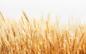 Rye on a white background. Harvest.