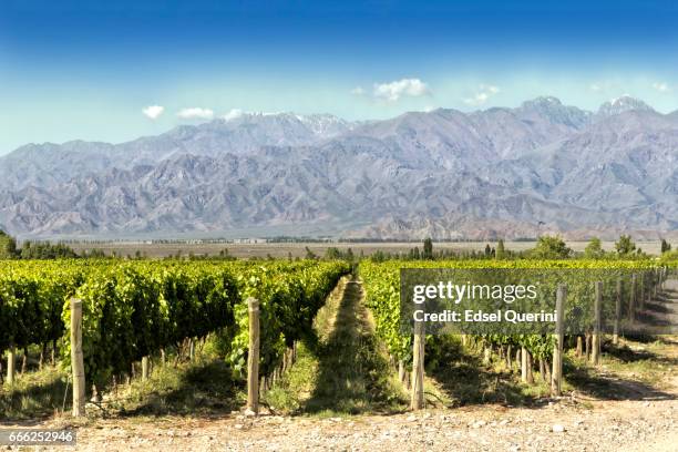 schönen frühling vineyards - argentinien stock-fotos und bilder