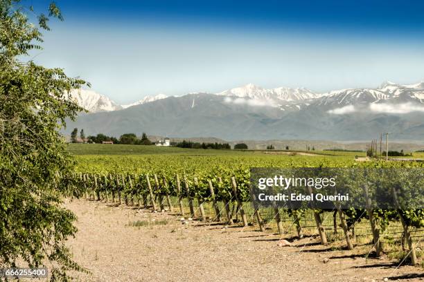 schönen frühling vineyards - mendoza stock-fotos und bilder