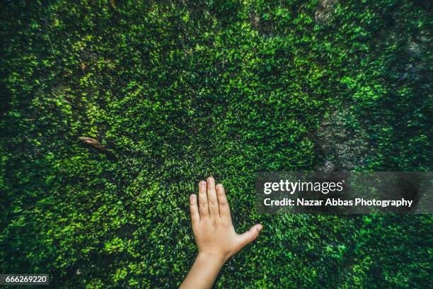 kid hand on moss. - instinct photos et images de collection