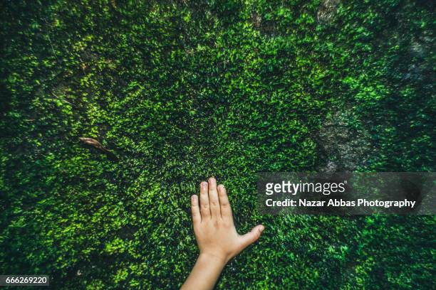 kid hand on moss. - sensory perception stock pictures, royalty-free photos & images