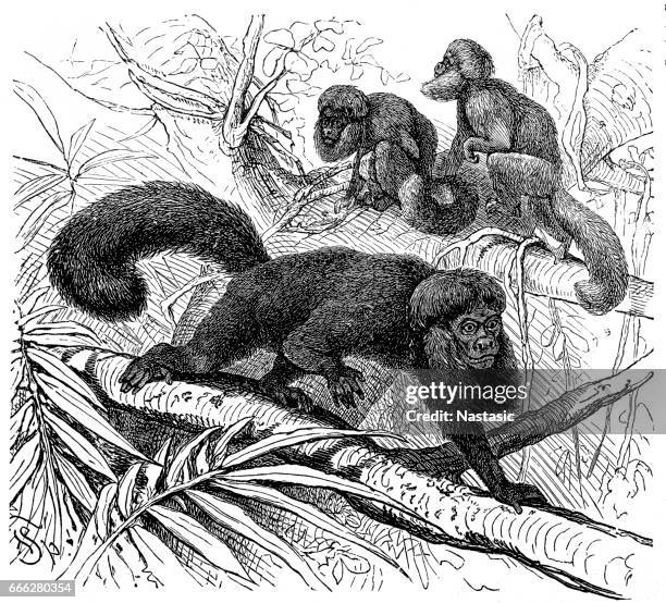 the black bearded saki (chiropotes satanas) - white faced saki monkey stock illustrations