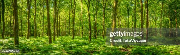 summer sunlight warming green forest fern foliage idyllic clearing panorama - panoramic stock pictures, royalty-free photos & images