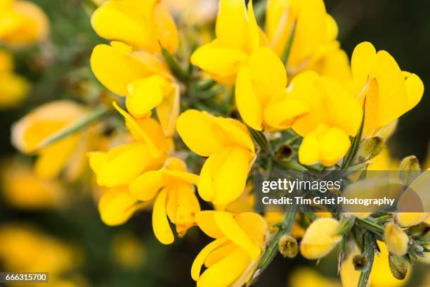 yellow gorse flowers - gorse stock pictures, royalty-free photos & images