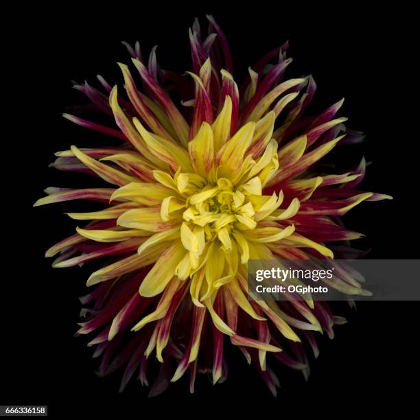 dahlia ragno rosso e giallo colorata isolata su sfondo nero - ogphoto foto e immagini stock