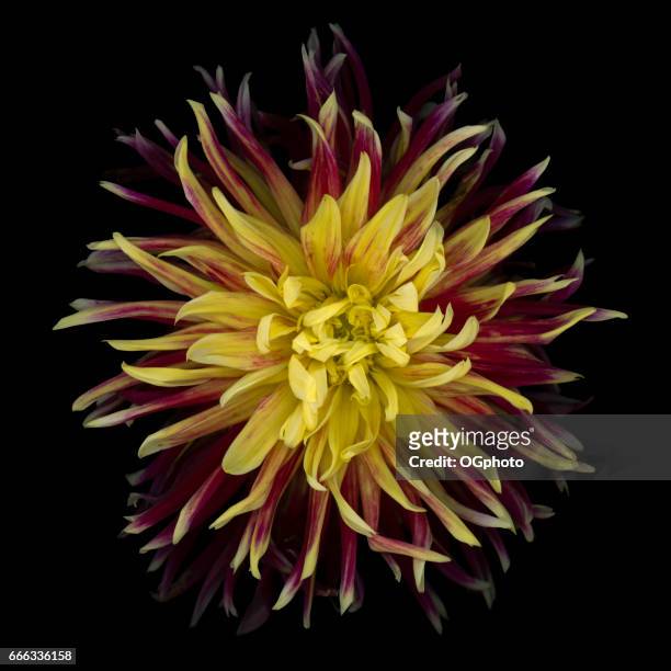 colorful red and yellow spider dahlia isolated on black background - ogphoto stock pictures, royalty-free photos & images