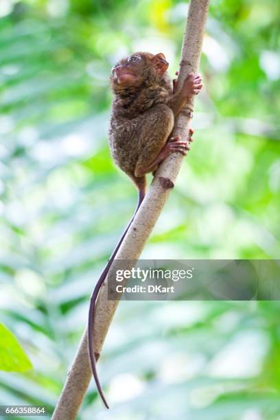 koboldmaki - tarsier stock-fotos und bilder