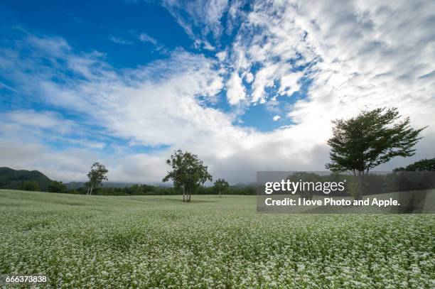 buckwheat fields - 深い雪 stock pictures, royalty-free photos & images