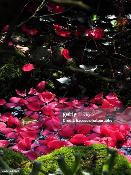 japanese gardens leverkusen - blühend - fotografias e filmes do acervo