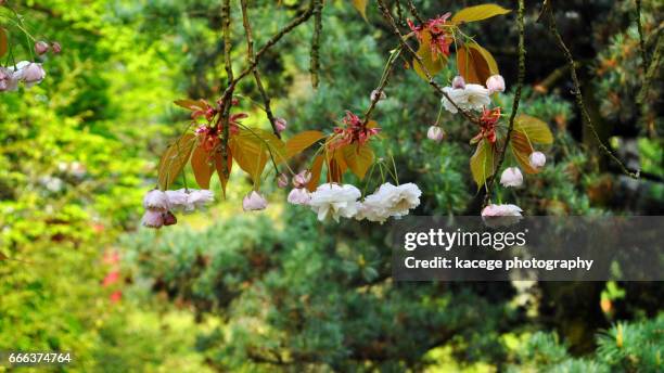 japanese gardens leverkusen - blühend fotografías e imágenes de stock