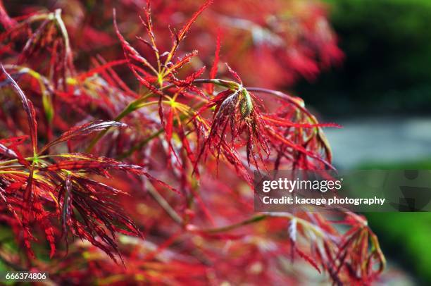 japanese gardens leverkusen - blühend fotografías e imágenes de stock