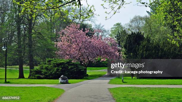 japanese gardens leverkusen - baumblüte 個照片及圖片檔