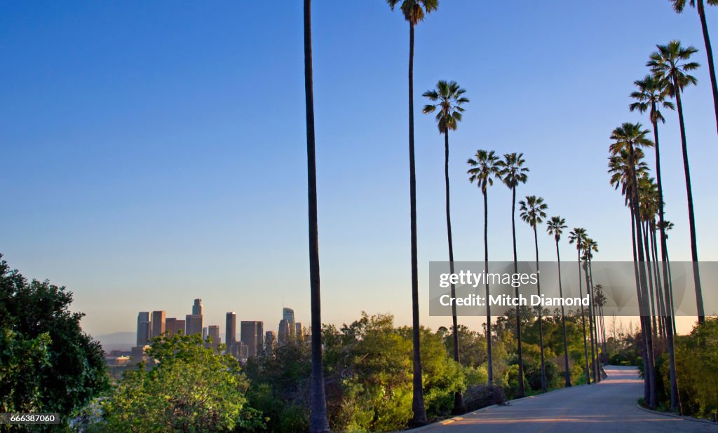 Los Angeles Palm Tree Road High-Res Stock Photo - Getty Images