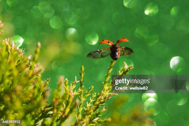 ladybird taking off - liverpool beatles stock pictures, royalty-free photos & images