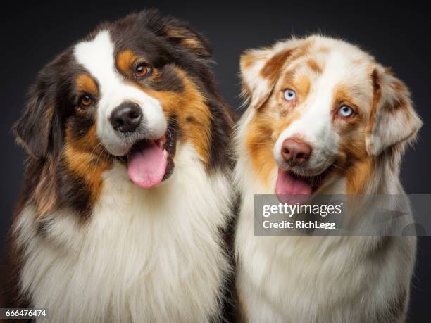 twee rasechte australian shepherd honden - australische herder stockfoto's en -beelden